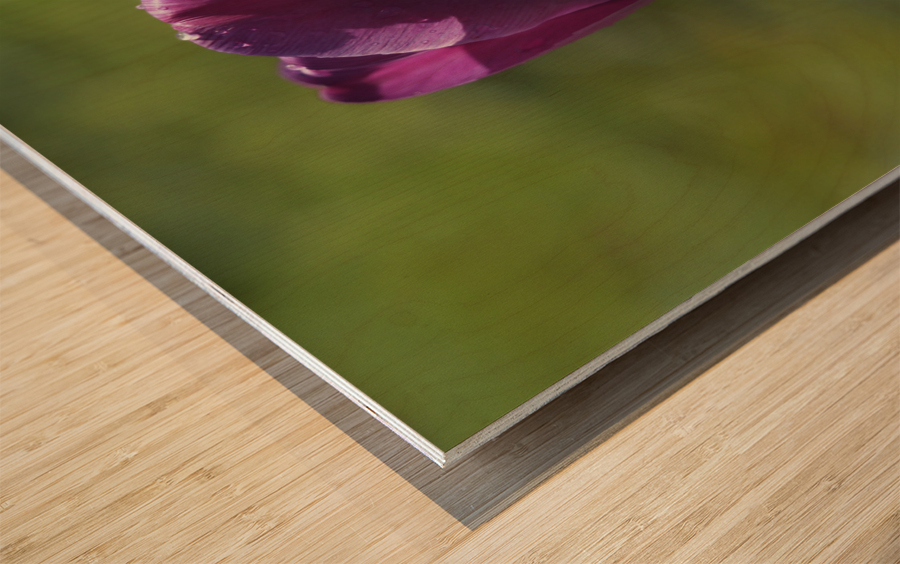 Early Morning Wood print