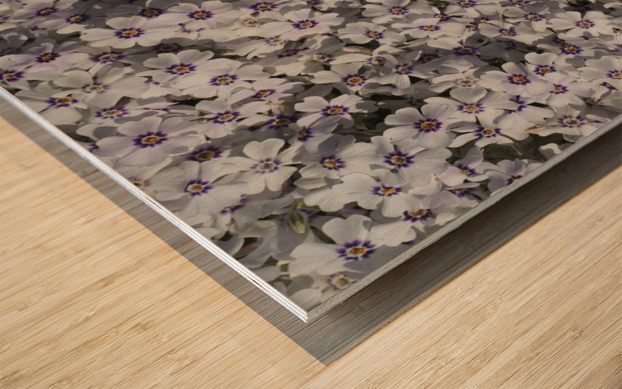 Moss Phlox Wood print