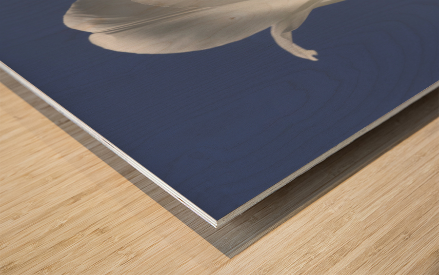 White Tulip Blue Sky Wood print