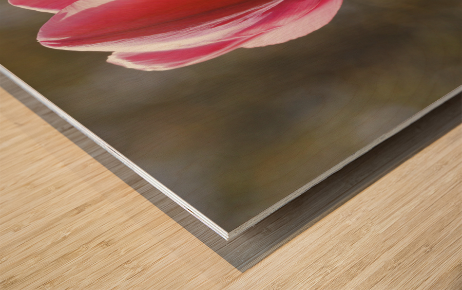 Showy Tulip Wood print