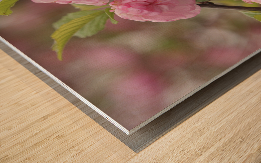 Pink Beauties Wood print