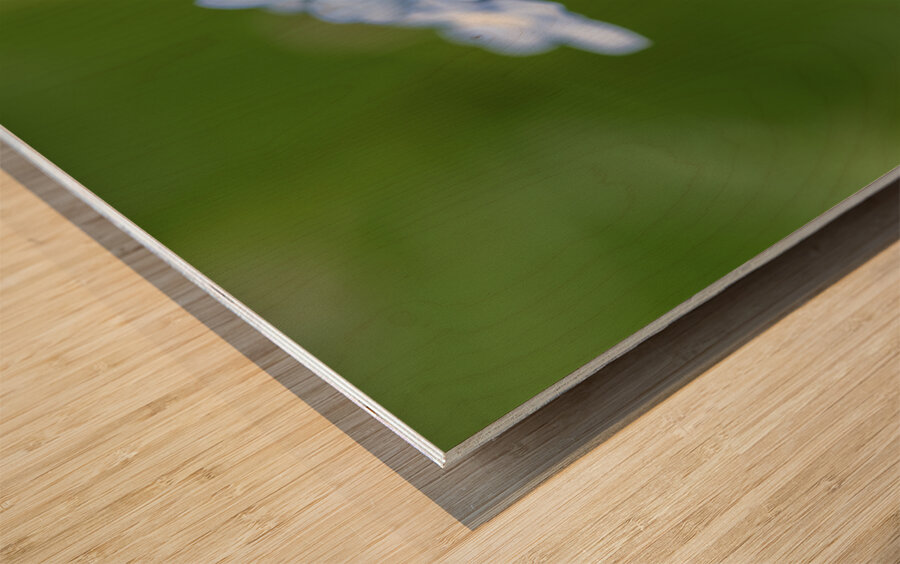 Small World Wood print