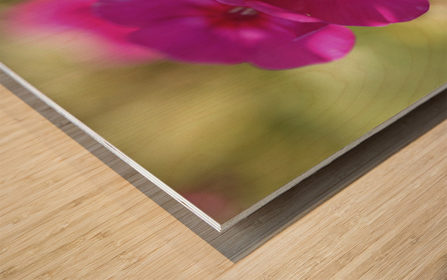 Summertime Wood print