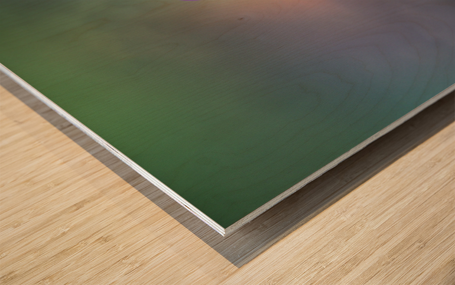 Delicate Beauty Wood print