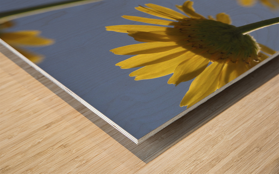 From Below Wood print