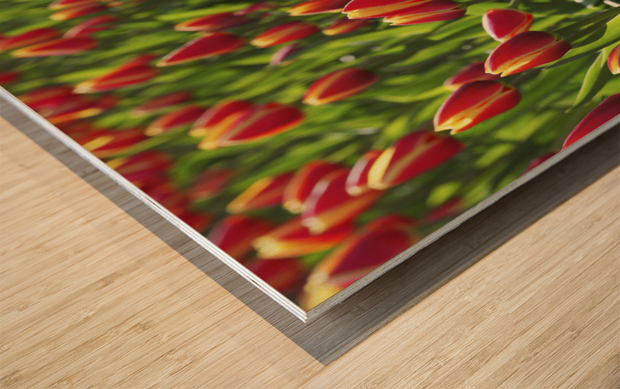 Tulip Background Wood print