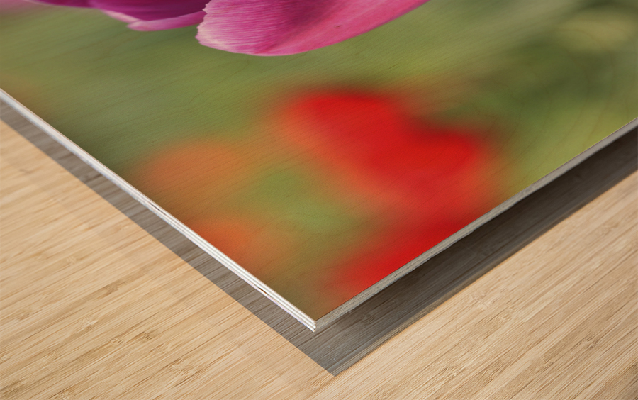 Big Purple Tulip Wood print