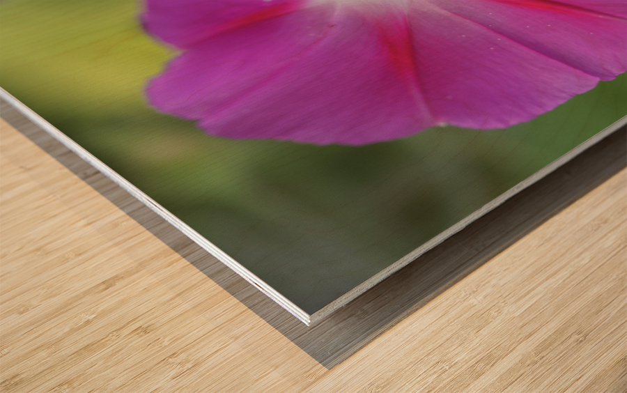 Pink Morning Glory Wood print