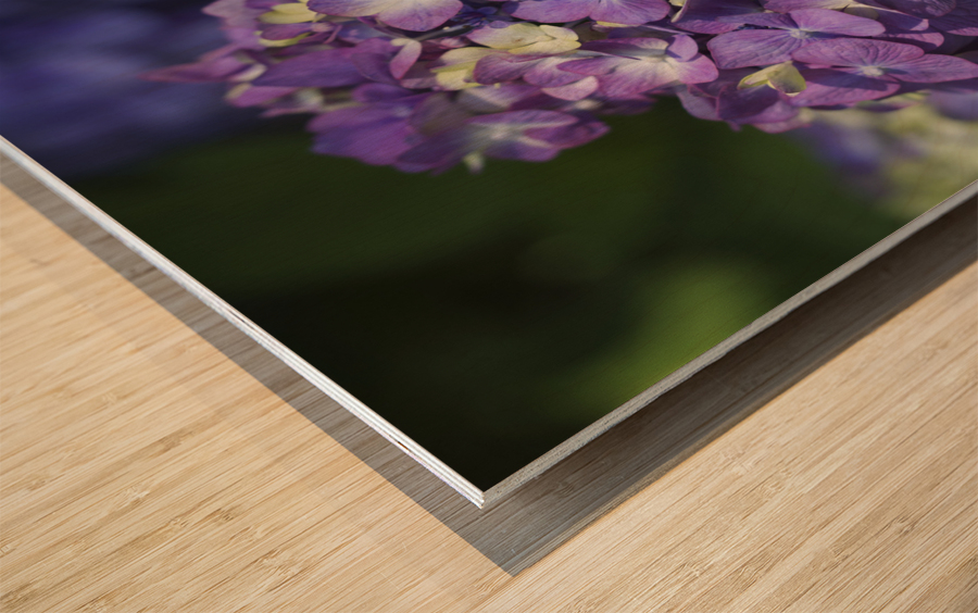 French Hydrangea Wood print