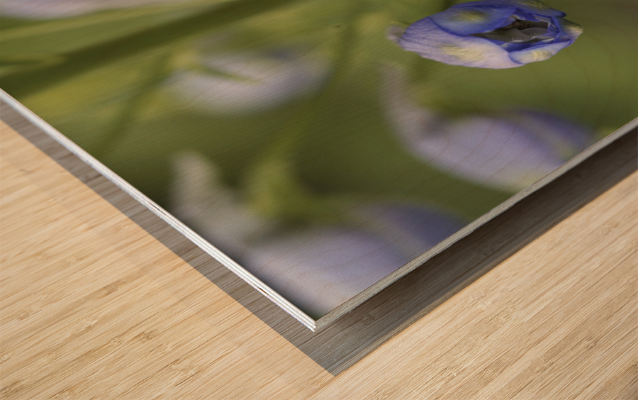 Blue Delphinium Buds Wood print