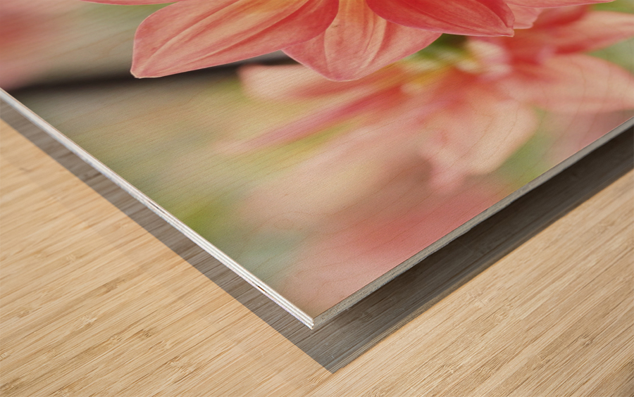 Dahlia Pinnata Wood print