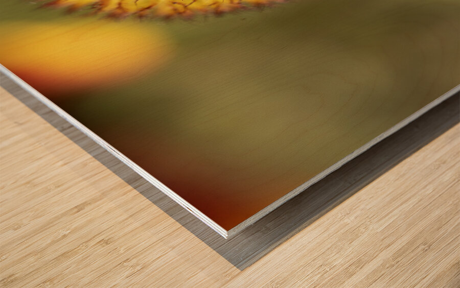 Sundance Seedhead Wood print