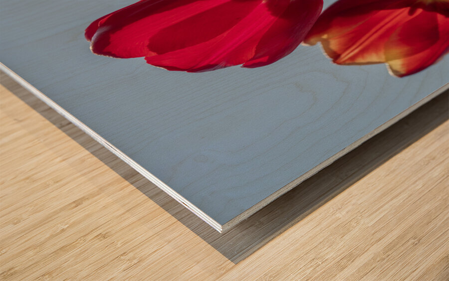 Red Tulips Impression sur bois