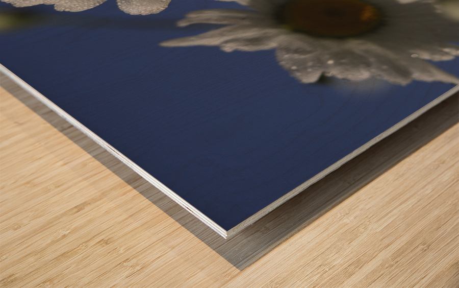 Early Morning Daisies Wood print