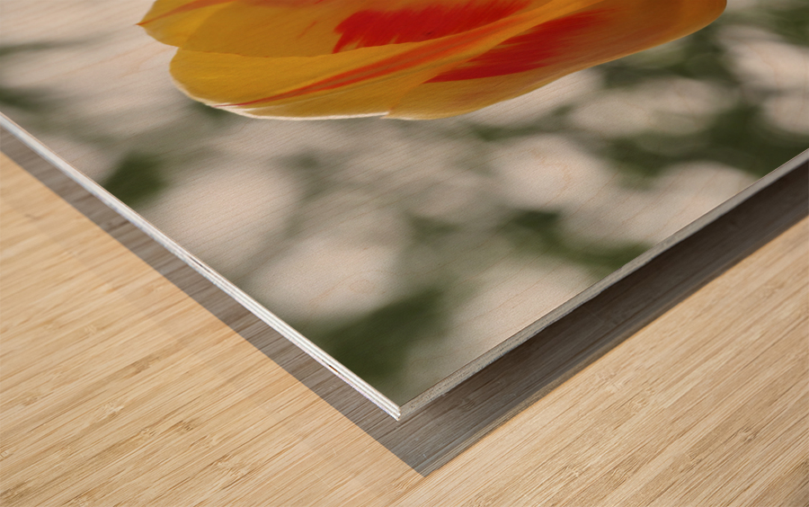 Red and Yellow Tulip Wood print