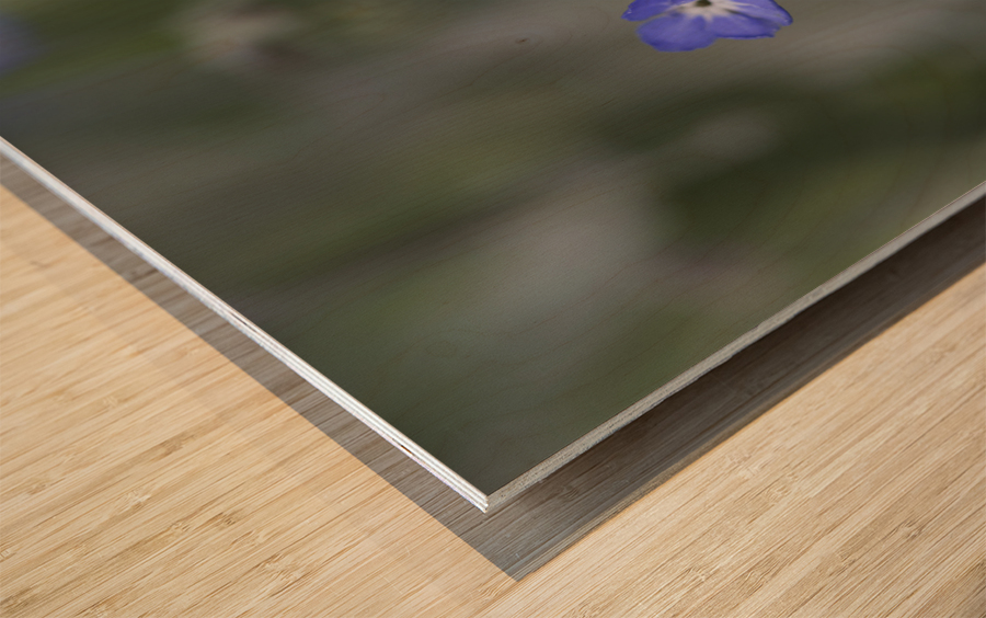 Myosotis Sylvatica Wood print