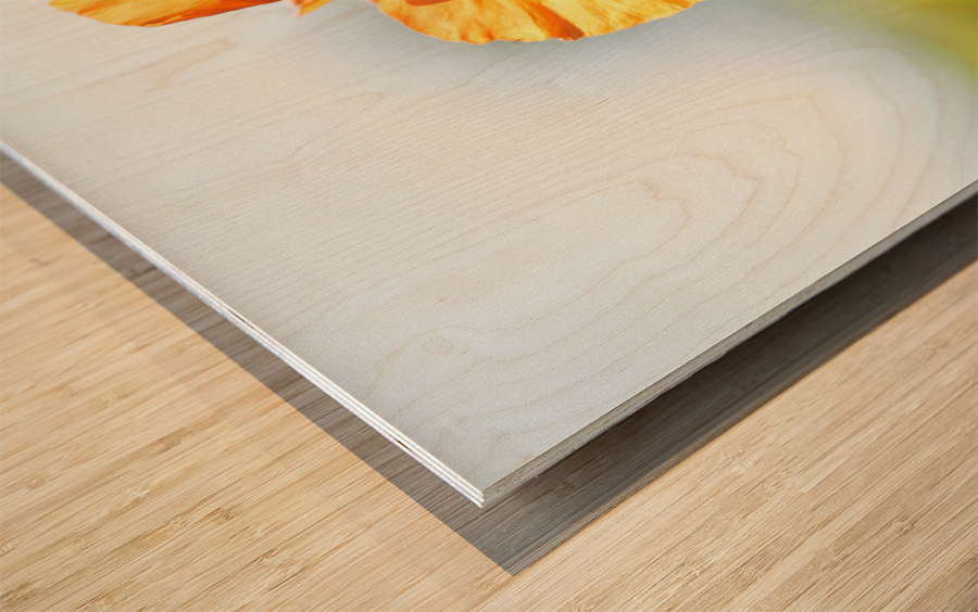 Poppy Burning Impression sur bois