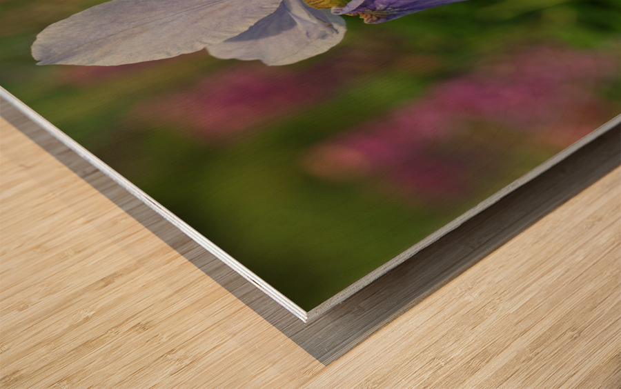 Violet Blue One Wood print