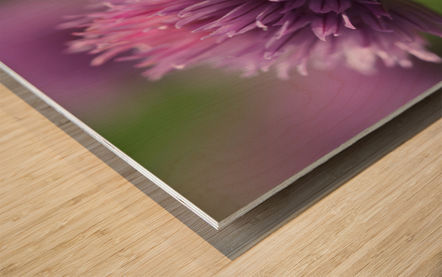 Chive Blossom Wood print