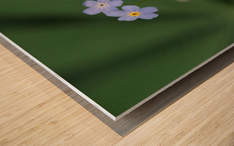 Small Universe Wood print