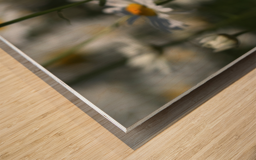 White Daisies Wood print