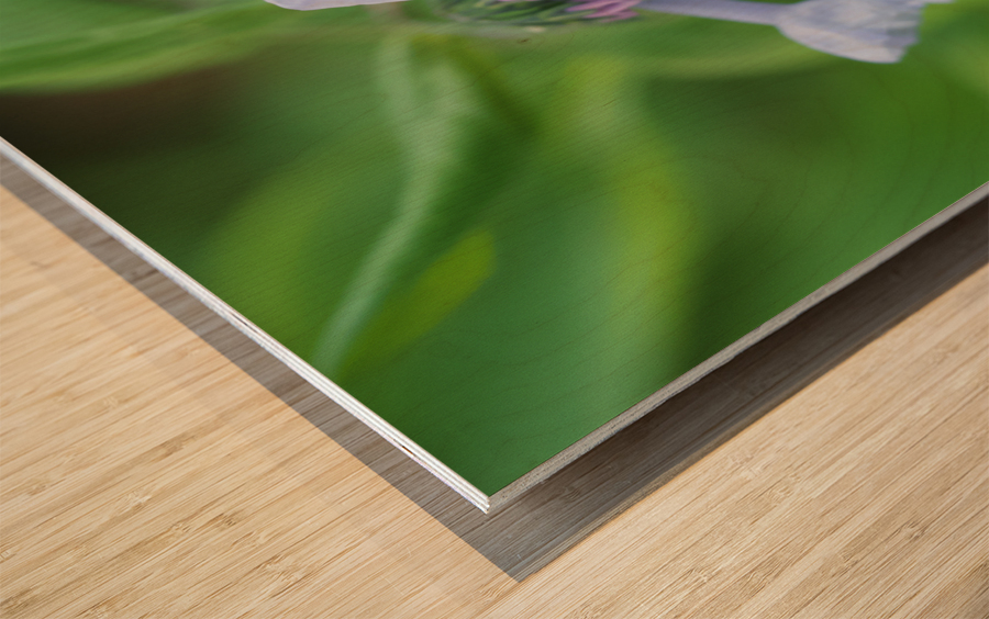 Little Bells Wood print