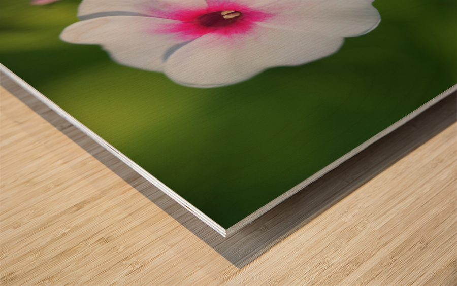 Bright Eyes Wood print