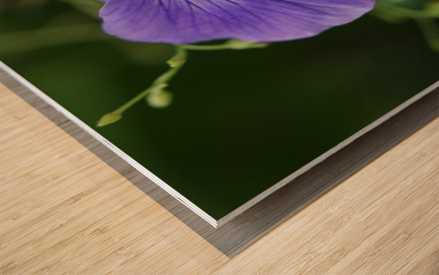 Blue Velvet Wood print