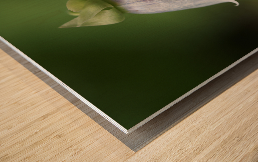 Bellflower Impression sur bois