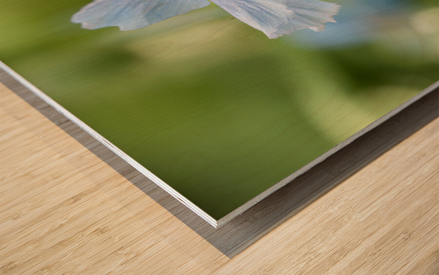 Himalayan Blue Poppy Wood print