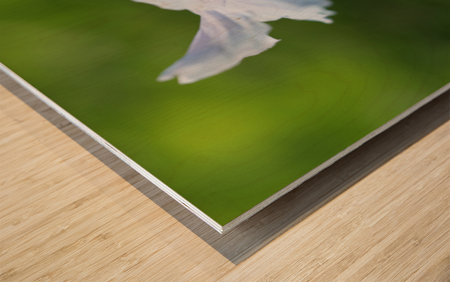 Himalayan Poppy Wood print