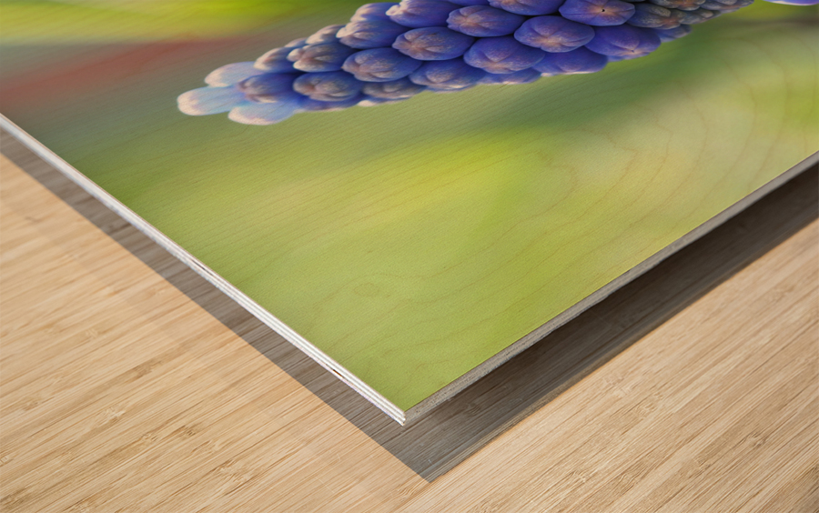 Muscari Wood print