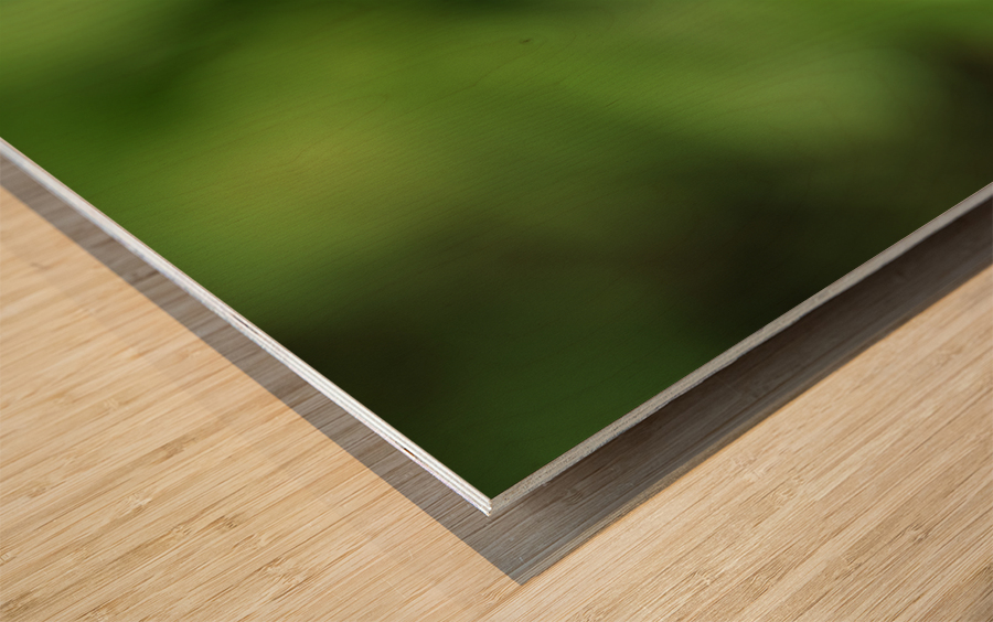 Yellow Bud Wood print