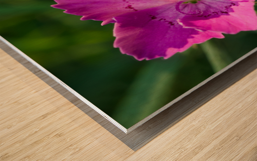 Maiden Pink Impression sur bois