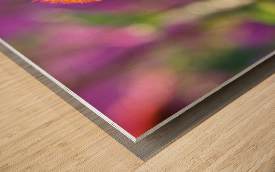 Purple Coneflower Wood print