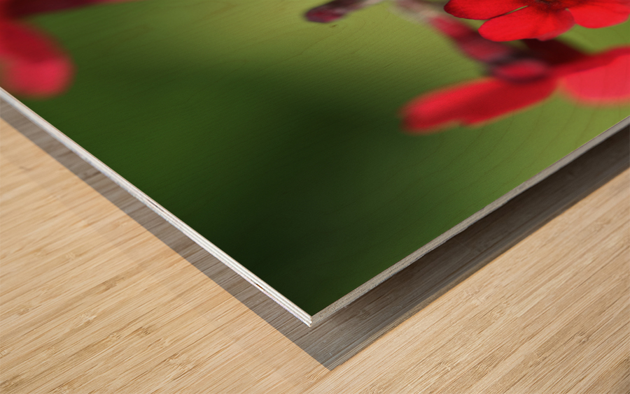 Japanese Primrose Wood print