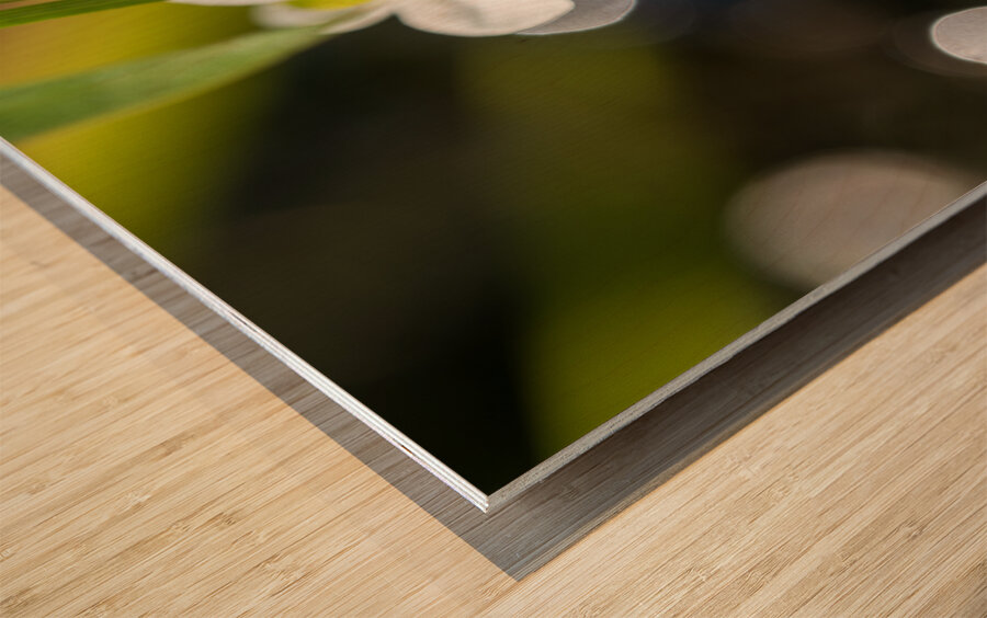 Threeleaf Arrowhead Wood print