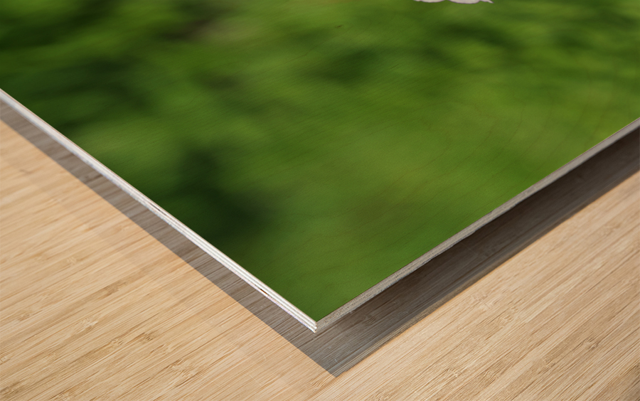 Phlox Bouquet Wood print