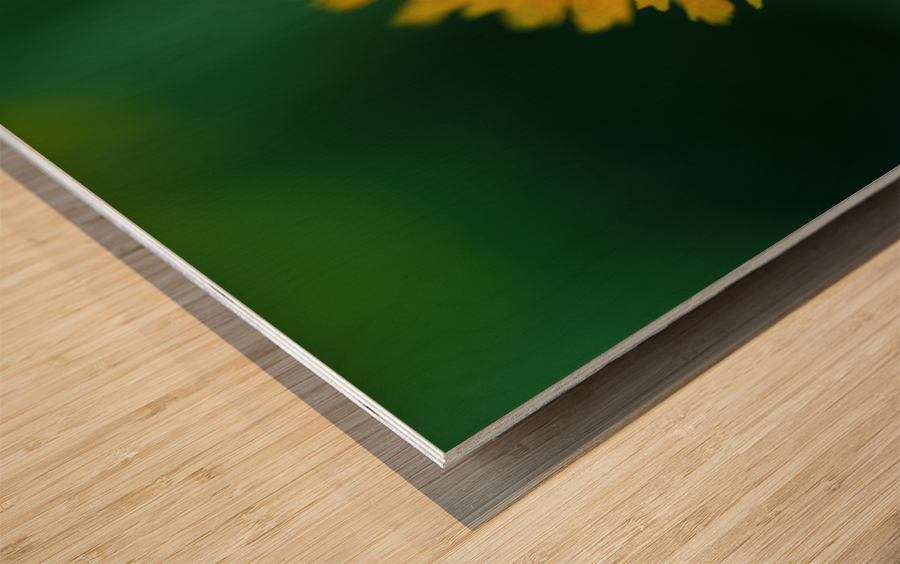 Calendula Wood print