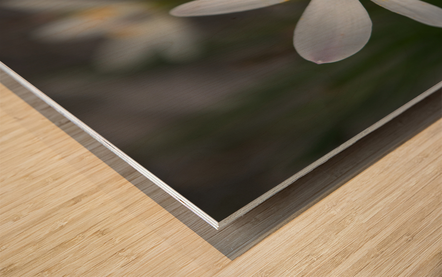 Swamp Lily Wood print