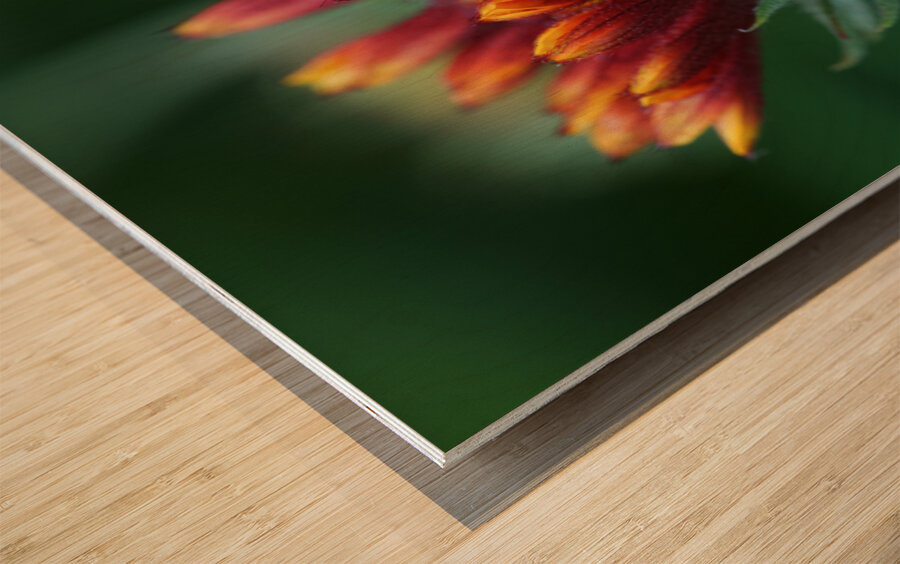 Firewheel Wood print