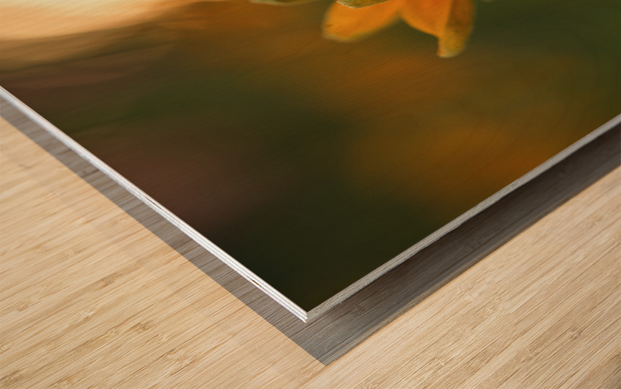 Another Day Wood print