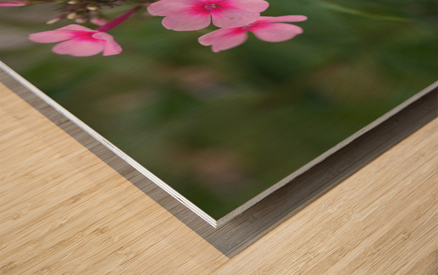 Morning Beauties Wood print