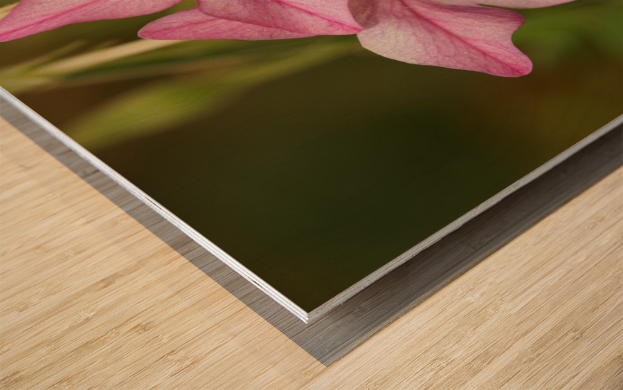 Pink Stars Wood print