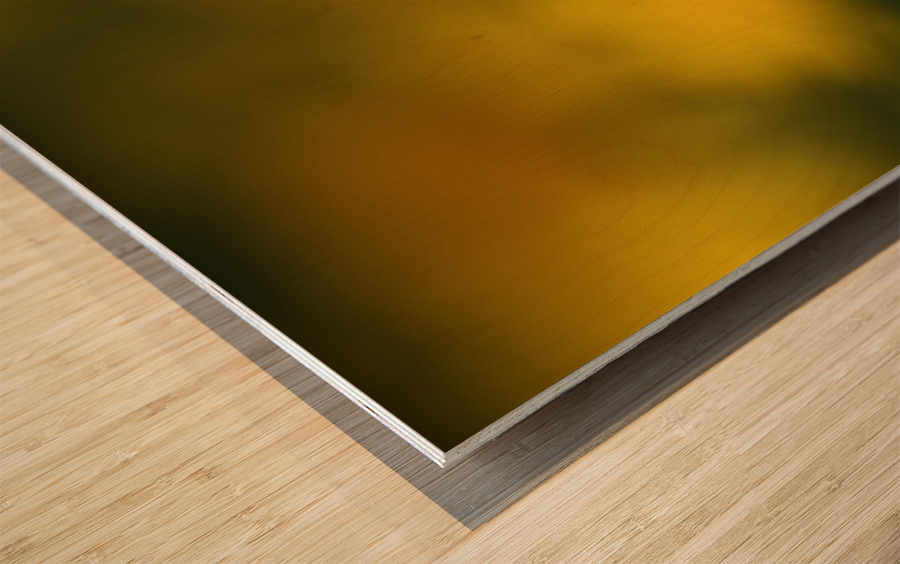 Fragile Beauty Wood print