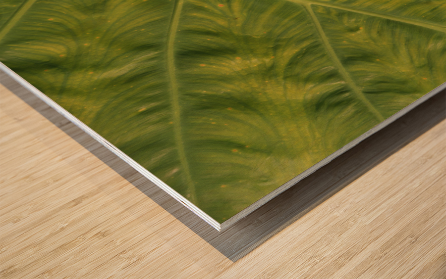 Giant  Leaf Impression sur bois