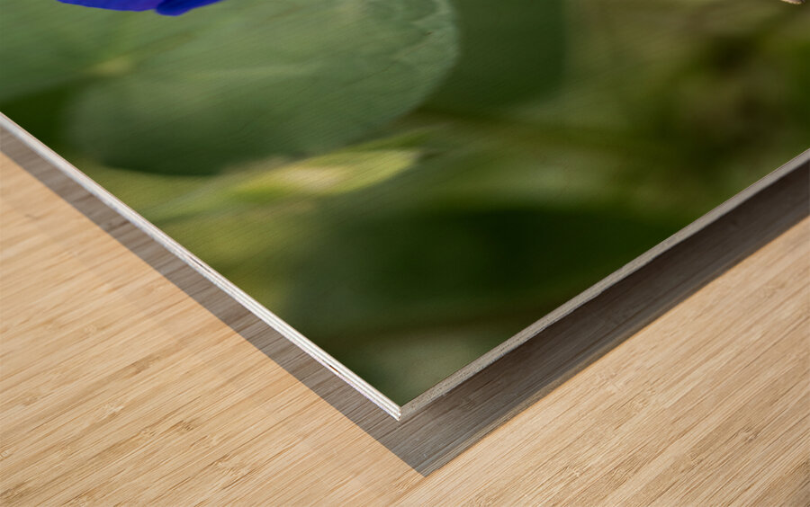 Purple Morning Glory with bud Wood print