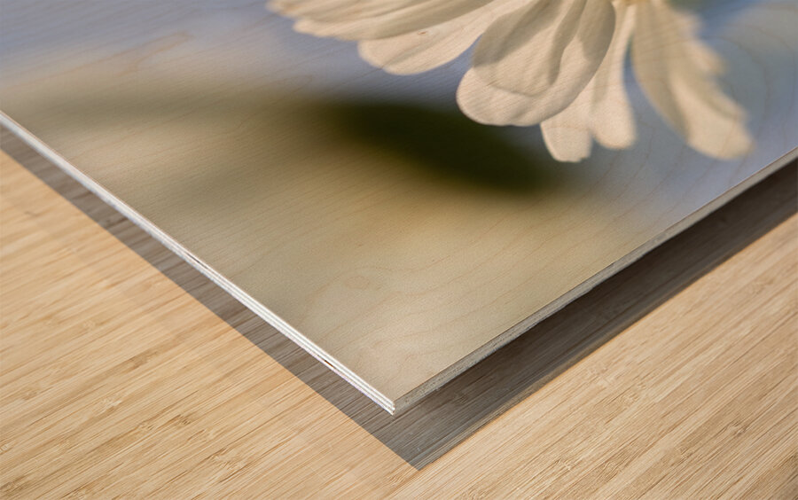 Oxeye Daisies Wood print