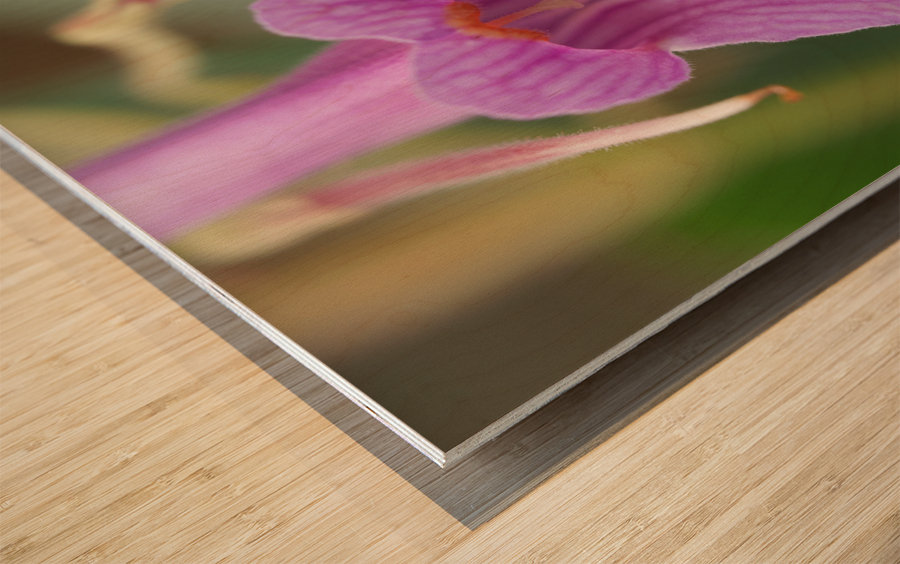 Dear Little One Wood print