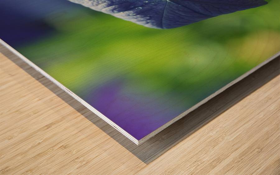 Coin coin Wood print